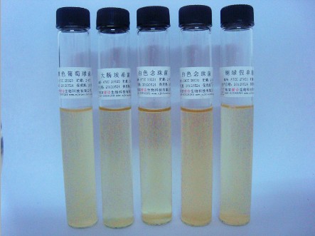 9ml 普通变形杆菌[AS1.1527] /菌液