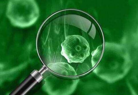 病毒细胞培养法及病变观察