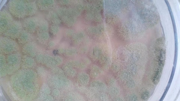 微生物菌种的复合功效是什么？这些因素在影响它的生长！